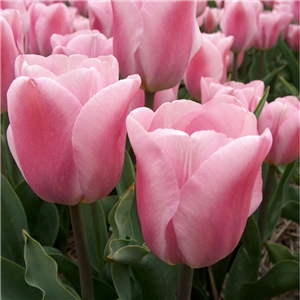Tulip (Select) 'Synaeda Amour'. Loose Per 10 Bulbs.